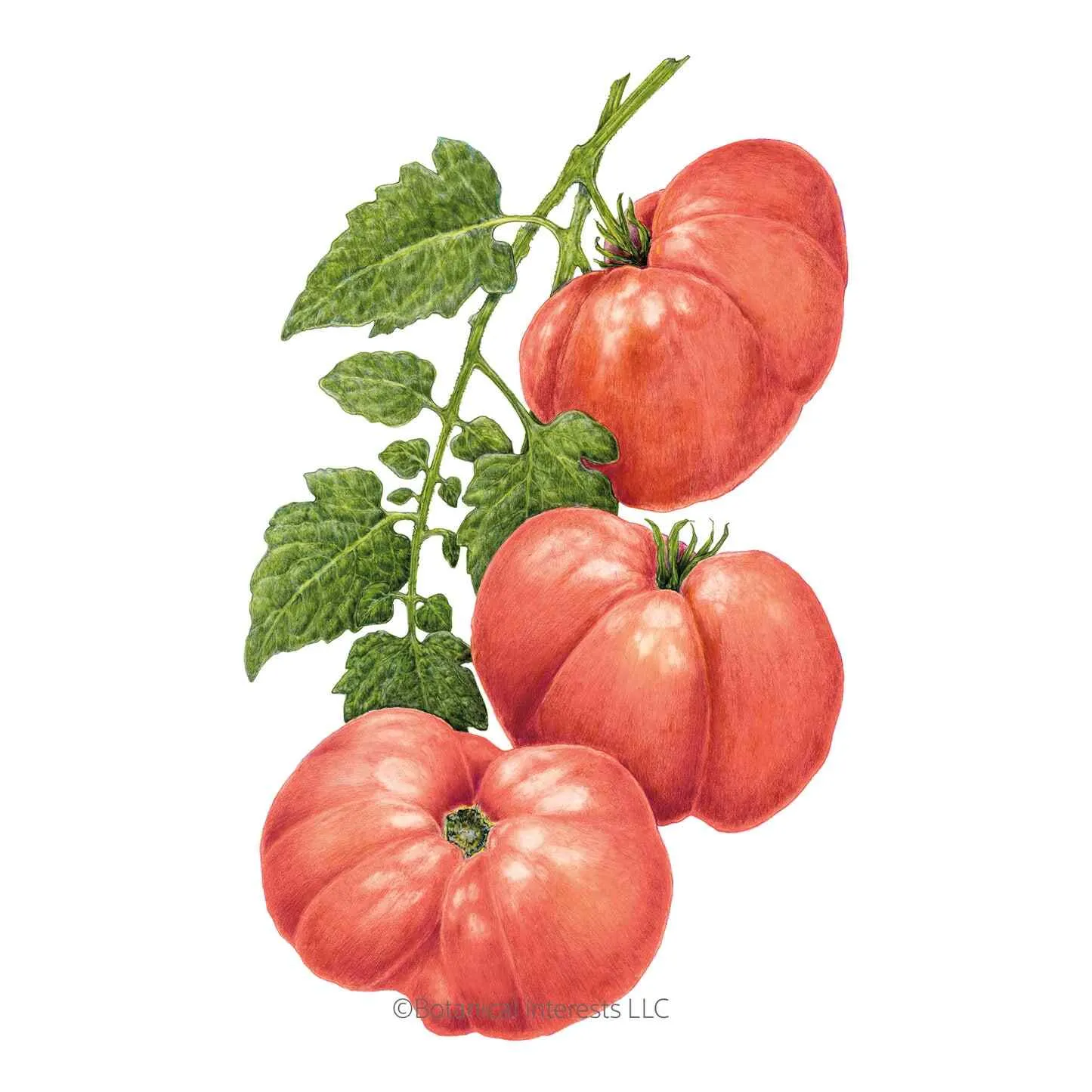 Big Brandy Pole Tomato Seeds