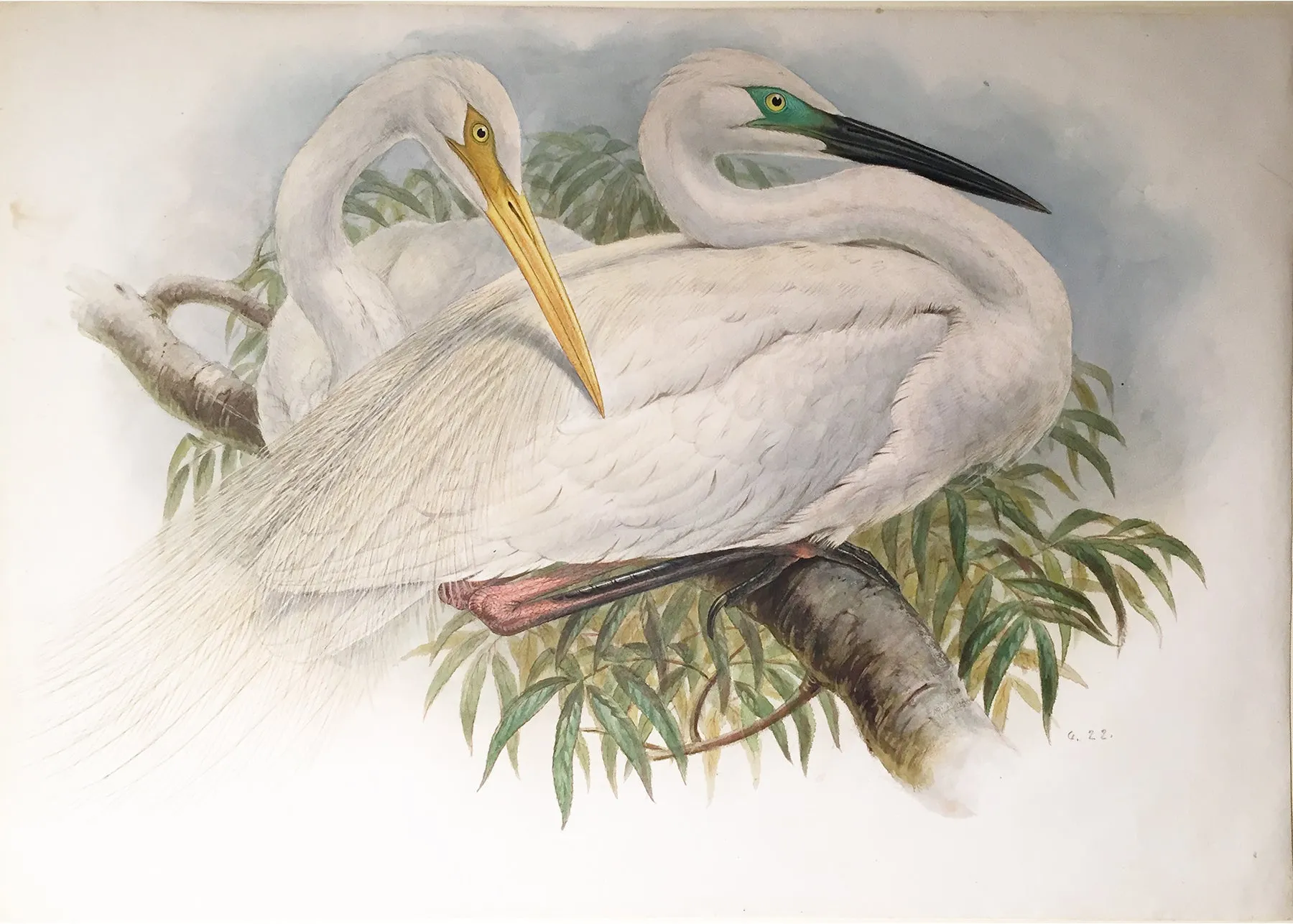 Henry Constantine Richter (British, 1821-1902), Great White Egret or White Heron (Herodias Alba)