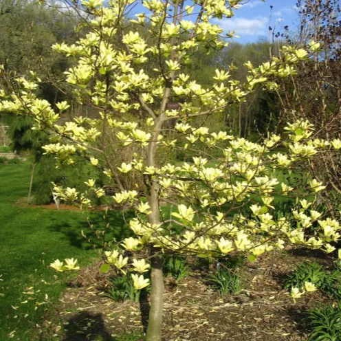 Magnolia Butterflies