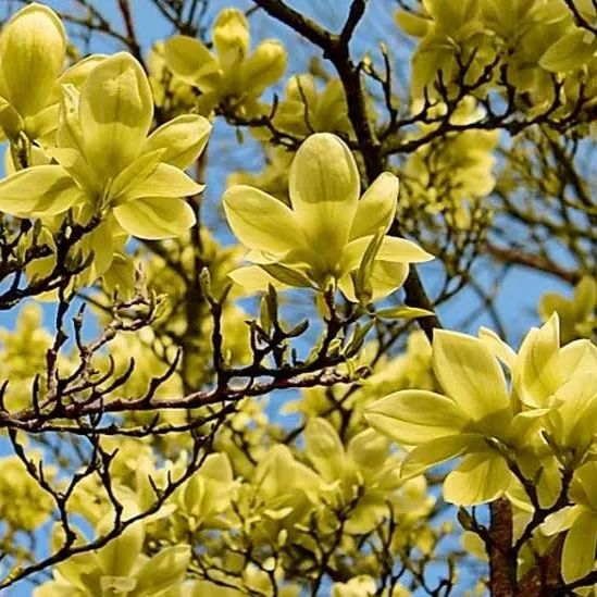 Magnolia Butterflies