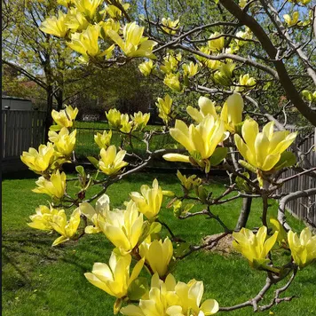 Magnolia Butterflies