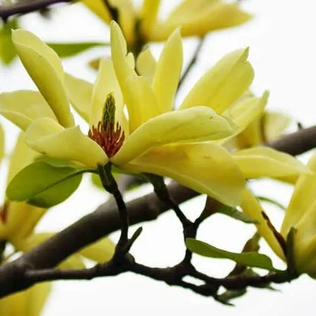 Magnolia Butterflies