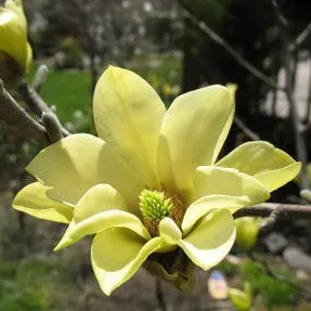 Magnolia Butterflies